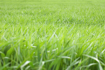 Green grass with selective focus
