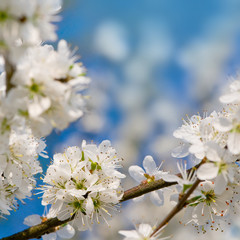 Frühlingsblüten, Schlehdorn (Prunus spinosa)