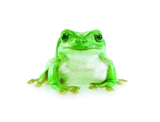 frosch2