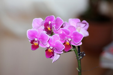 Naklejka premium Orchidee
