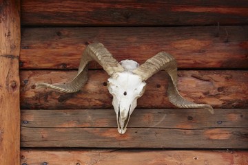 Ranch wall with hunting trophy