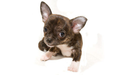 chihuahua puppy