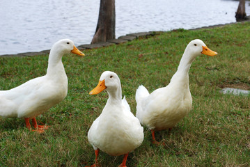 Obraz premium Three Ducks