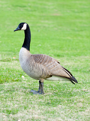 Canadian goose