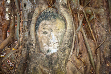 buddhas head in Mahathat temple is covered by roots