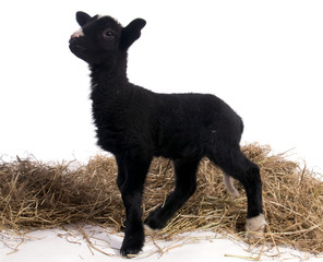 Obraz premium agneau noir