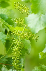 Grape detail in spring