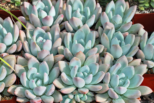 Graptoveria Moonglow