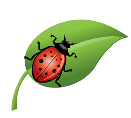 ladybird on a green leaf
