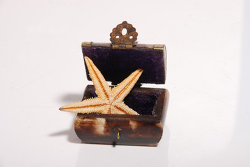 Schatztruhe Seestern