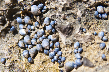 Blue cowries colony on coastal rocks