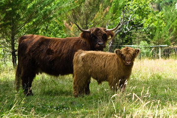 Highlander cow and calf