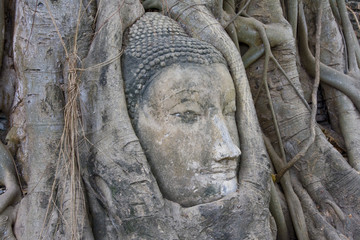 Fototapeta premium Head of Sandstone Buddha at Wat Mahatat, Ayutthaya.Thailand.