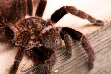 Big Tarantula on wood