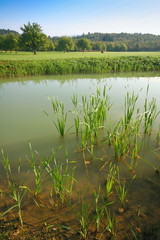 Pond on countryside