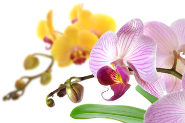 Orchideen 44
