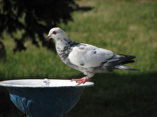 Dove drinking water