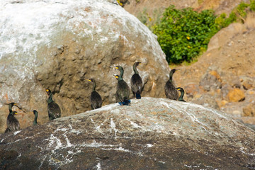 Obraz premium Colony crested cormorants on stones.