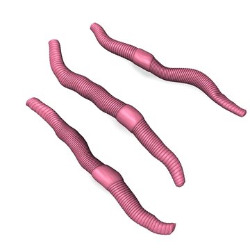 worms