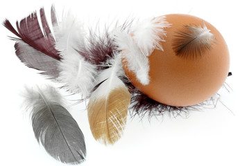 oeuf plumes fond blanc