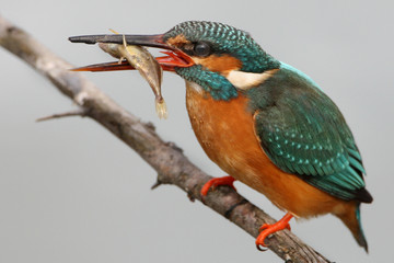 Kingfisher