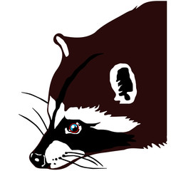 North American raccoon