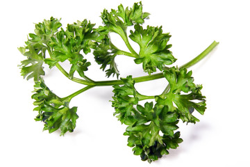 Branche de Persil