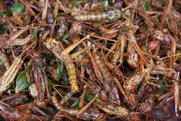 A pile of deep fried grasshoppers - a snack often used in Asia