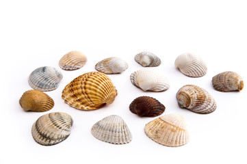 Muschelsammlung