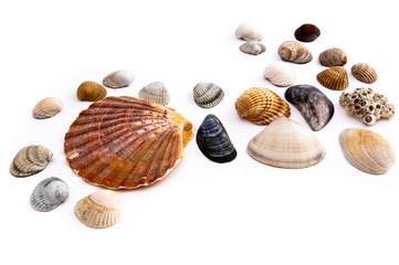 Muschelsammlung
