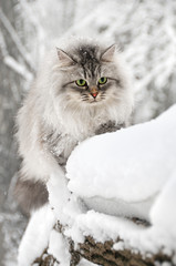 Fluffy curious cat in the winter park © Mny-Jhee
