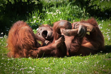 2 Orangutans at play © holstphoto