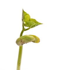 Obraz premium Bean sprout