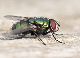 Schmeißfliege
