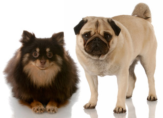 dog friends - pomeranian and pug