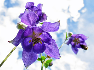 Akelei blau
