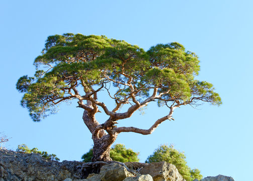 Juniper Tree On Rock On Sky Background