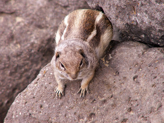 KONICA MINOLTA DIGITAL CAMERA