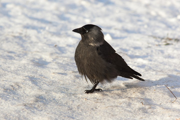 Jackdaw, Daw (Corvus monedula)