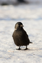 Jackdaw, Daw (Corvus monedula)