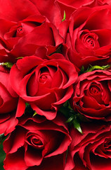 Naklejka premium Rote Rosen