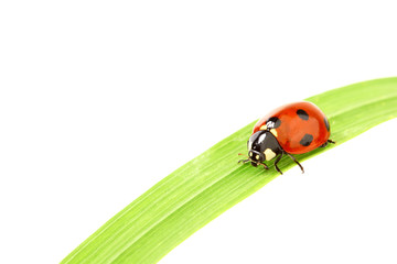 ladybug on grass