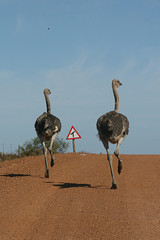 Strau&szlig;enrennen