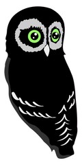 Fototapeta premium owl