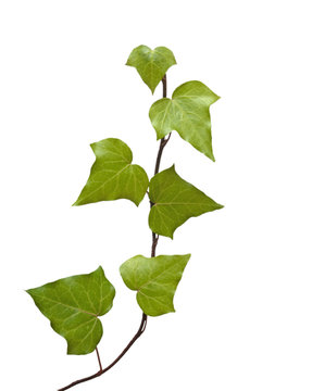 ivy isolated on white background