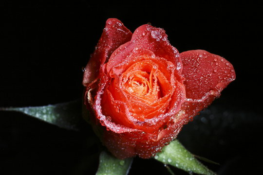 Eisrose
