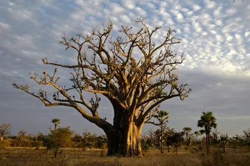 Deurstickers baobabboom (adansonia digitata) het symbool van senegal © Laurent Gerrer Simon