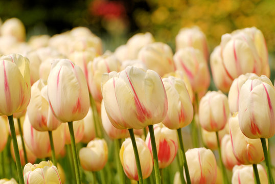 White Tulips in Netherland