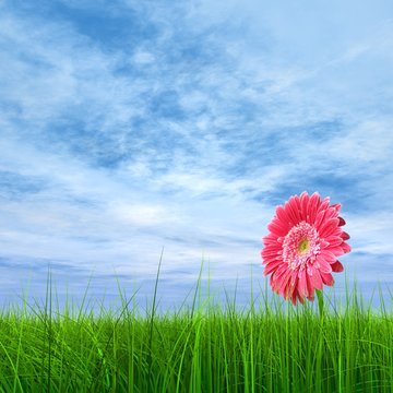 High resolution pink flower in green grass with blue sky