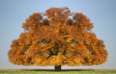 Baum im Herbst